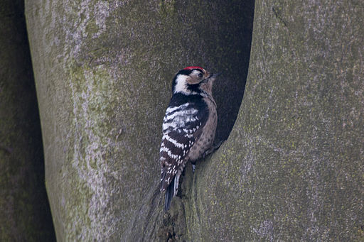 Lesser_Spotted_Woodpecker_Lodz(Poland)(js)02